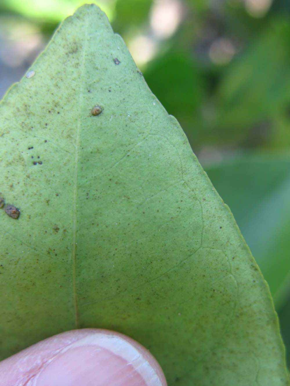              Margin (Winter Haven, FL)       